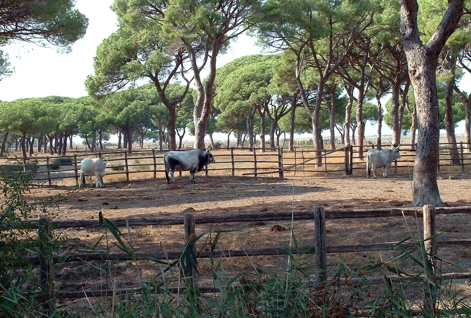 Casale Gli Ulivi Villa Orbetello Italy